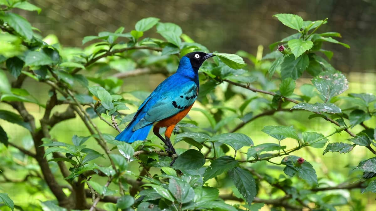 Explore KL Bird Park